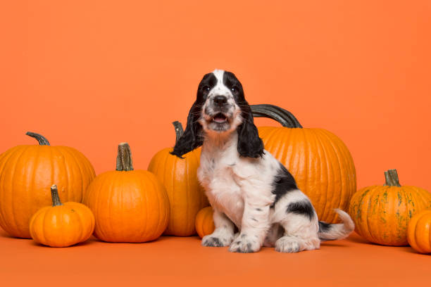 istock Cute Cocker Spaniel dog puppy speaking sitting between orange pumpkins on an orange background with mouth open 1278436407