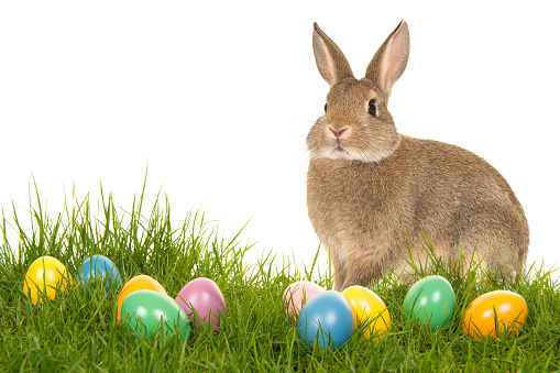 Easter bunny on a grass field with colorful easter eggs on a white background