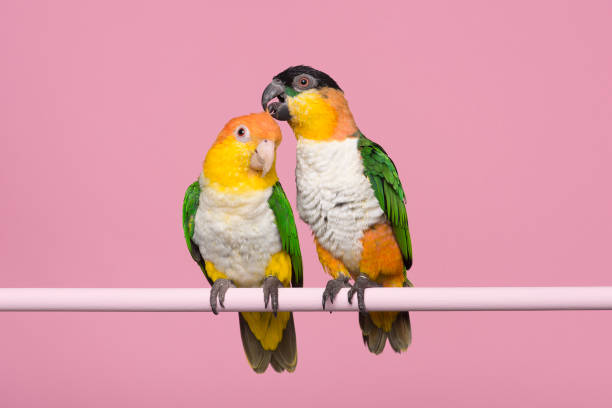 istock Two caique parrots caring for each other on a pink background 1278437237
