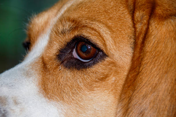 istock A very happy Beagle service dog 1278437380