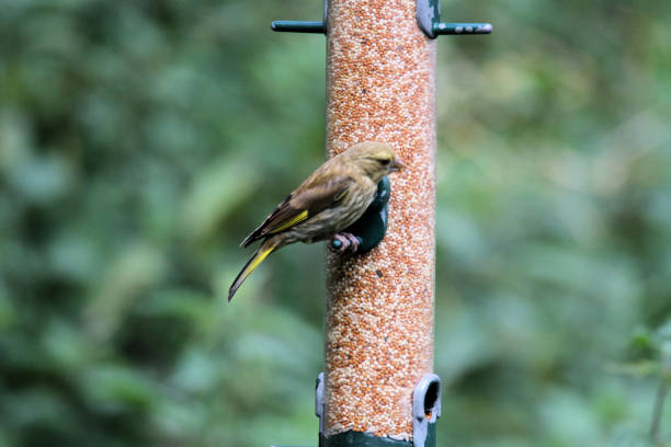 istock A Greenfinch on a Bird Feeder 1278437448
