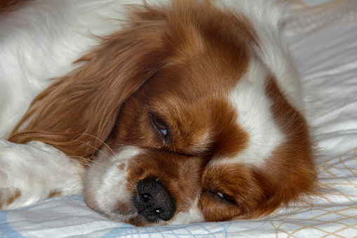 A Cavalier King Charles Spaniel lying sleeping on his owners bed