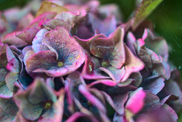 Beautiful purple hydrangea flowers in spider web