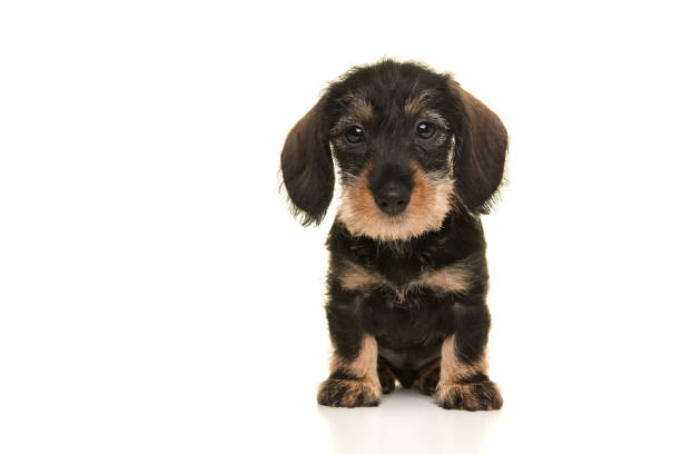 Sitting miniture dachshund puppy looking at the camera isolated on a white background seen from the front Sitting miniture dachshund puppy looking at the camera isolated on a white background seen from the front wire haired stock pictures, royalty-free photos & images