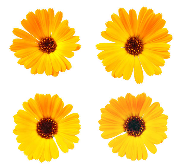istock Beautiful blossoming yellow marigold on white background. Calendula officinalis 1278438473