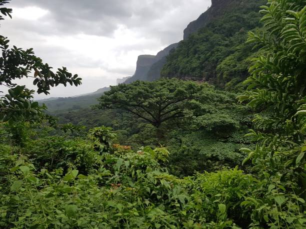 ジャングルアフリカギニア - benin ストックフォトと画像