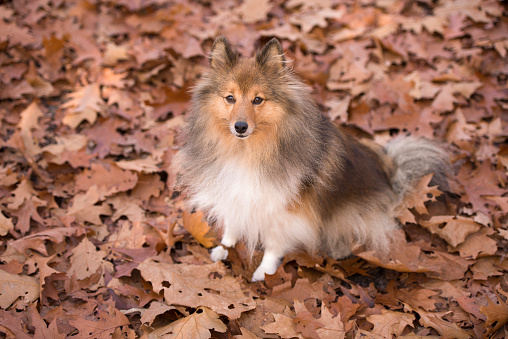 Shetland sheepdog dog looking up sitting between autumn leafs in a forest lane seen from the side