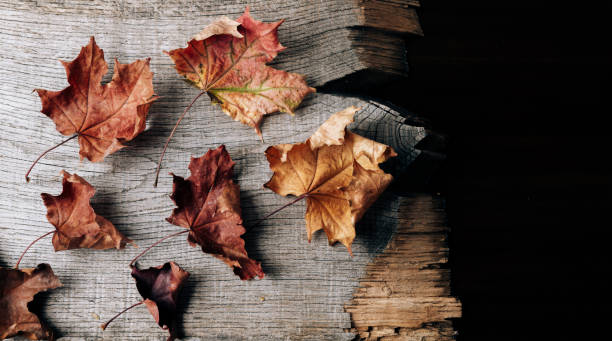 istock Autumn composition of dry leaves on an old Board 1278438767