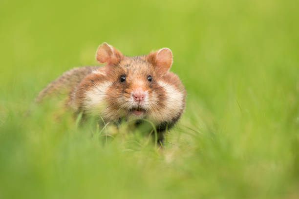 istock Adorable black bellied hamster in a green grass field 1278438863