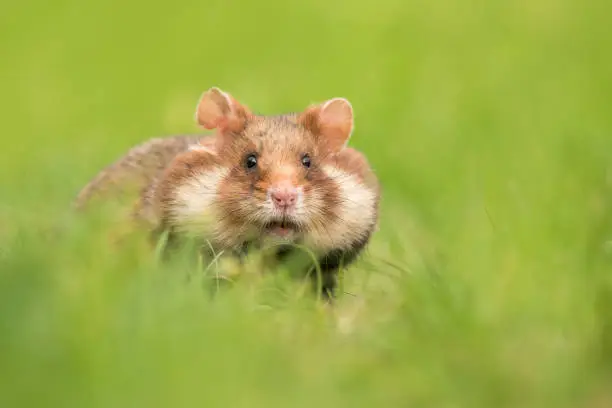 Adorable black bellied hamster in a green grass field