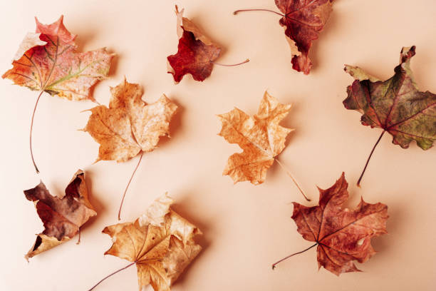 istock Dry autumn maple leaves on a soft pink background 1278438887