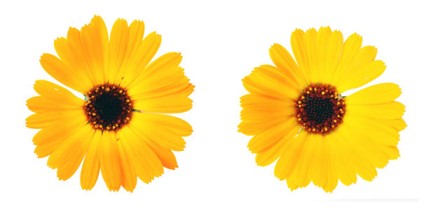 istock Beautiful blossoming yellow marigold on white background. Calendula officinalis 1278438891