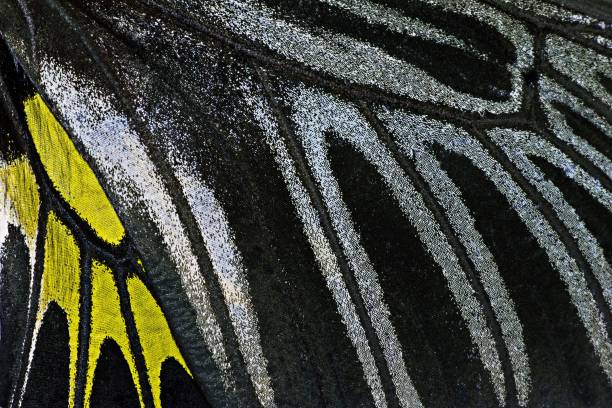 aile fermée du papillon femelle d’oiseau d’or - troides aeacus. - 2857 photos et images de collection
