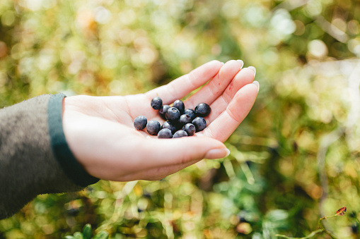 Close up of female hands picking blueberries from forest