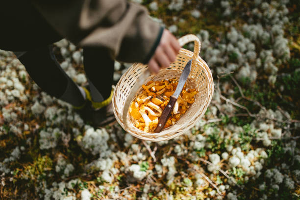 Picture of knife in basket full of chanterelles
