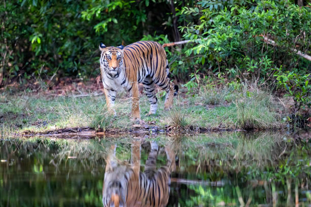 istock Tiger walking in Bandhavgarh National Park 1278441244