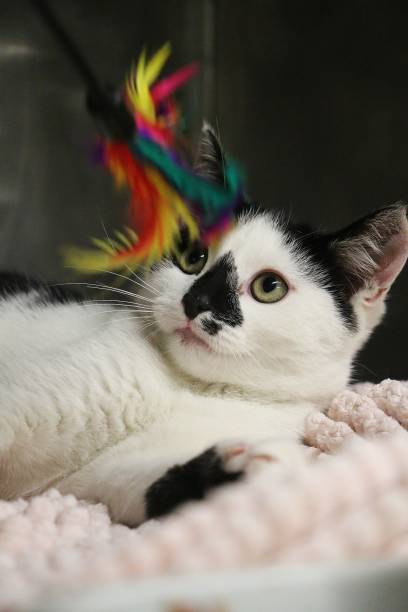 istock small black and white kitten is lying down and playing with a colorful feather toy 1278441460