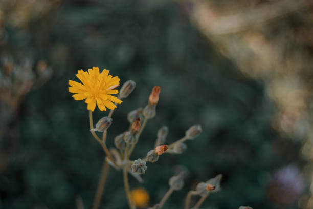 yellow flower of lactuta virosa in nature