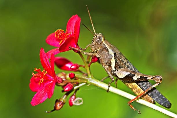 Grasshopper climbing pink flower branch.
