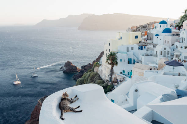 cat and white houses of oia santorini - greece blue house wall imagens e fotografias de stock