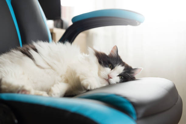 istock Fluffy black and white cat sleeps on a gaming chair on a window background. 1278442498