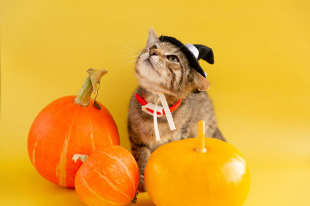istock Kitten in a witch hat and three pumpkins on a yellow background. 1278443103