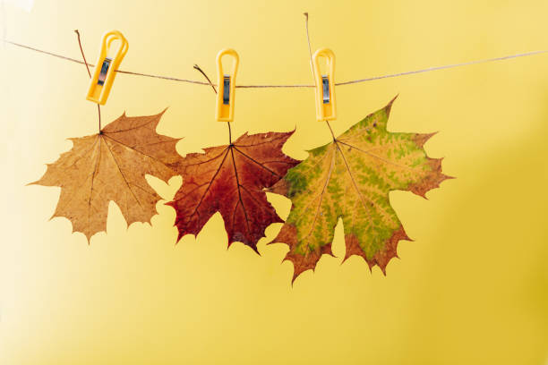 Yellow maple leaves pinned on a rope on a yellow background