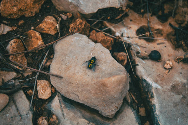 Fly on a concrete wall, grunge background, bokeh,