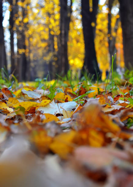 istock Fallen dry foliage in the autumn park. A low angle view 1278445273