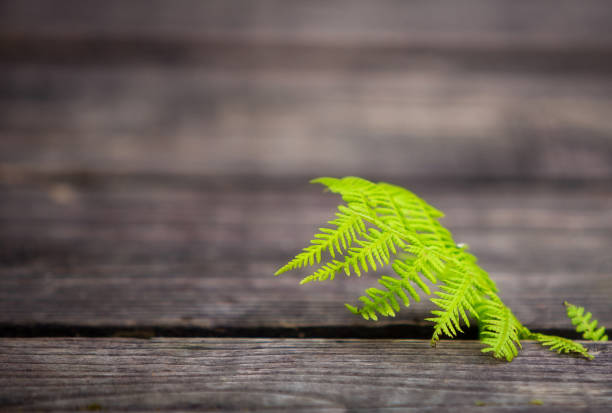 Green fern leaf on wooden background