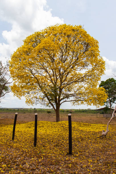 árbol de trompeta de oro - summer solitary tree environment spring fotografías e imágenes de stock