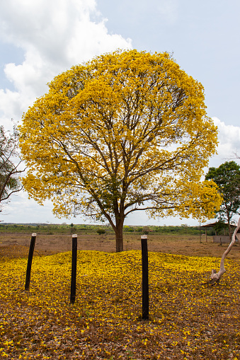 Golden Trumpet Tree (Handroanthus albus), known in Brazil as Ipê-Amarelo, during flowering season withs a mount of flowers on ground.