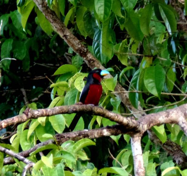 istock Blue billed bird in borneo 1278446215