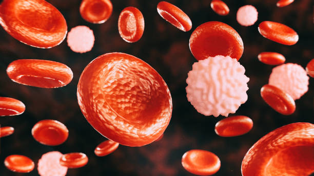 Red blood cells and white blood cells on a dark background stock photo