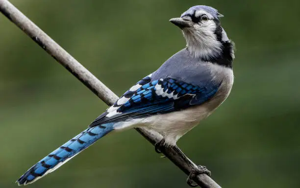Beautiful adult Bluejay on a sloping metal perch.