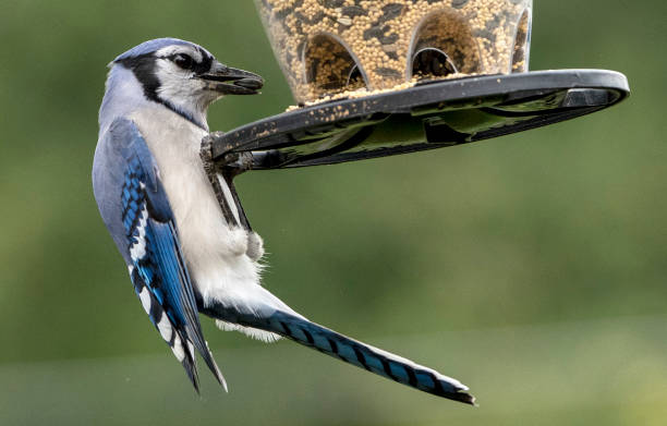 istock Beautiful adult Bluejay 1278446424