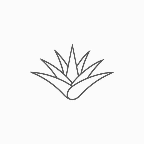 Explore 81+ Free Aloe Vera Illustrations: Download Now - Pixabay