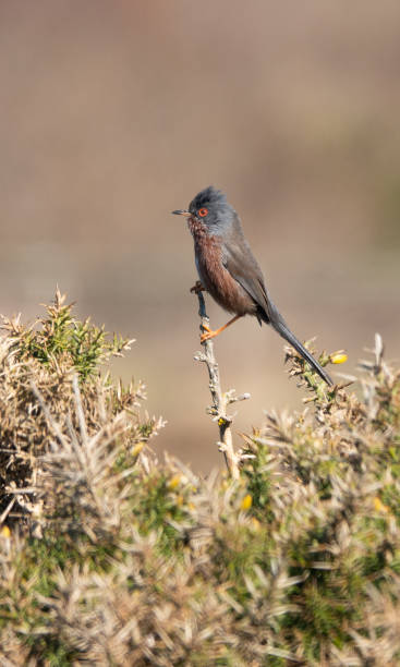 Dartford Warbler on Hengistbury close to Bournemouth, Southbourne and Christchurch Harbour Hengistbury Head an oasis for wildlife  close to the busy resort of Bournemouth in Dorset. hengistbury head photos stock pictures, royalty-free photos & images
