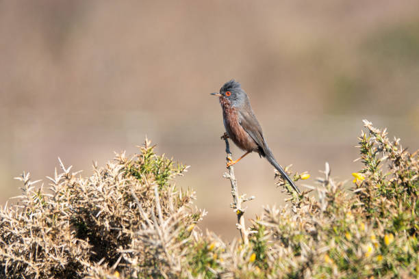 Dartford Warbler on Hengistbury close to Bournemouth, Southbourne and Christchurch Harbour Hengistbury Head an oasis for wildlife  close to the busy resort of Bournemouth in Dorset. hengistbury head photos stock pictures, royalty-free photos & images