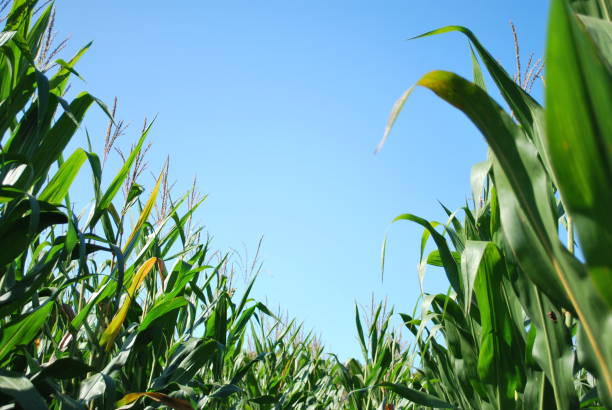 istock Cornfield and the Blue Autumn Sky 1278447547