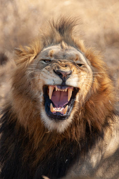 istock Male Lion Showing Teeth 1278447979