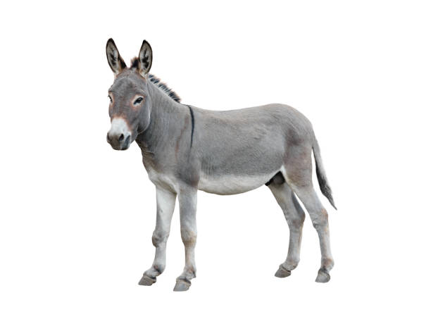 burro aislado sobre blanco - mulish fotografías e imágenes de stock