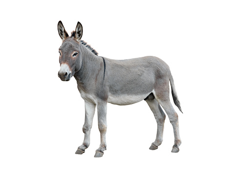 Portrait of a donkey on farm.