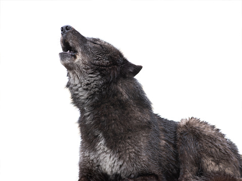 howling canadian black wolf isolated on white background