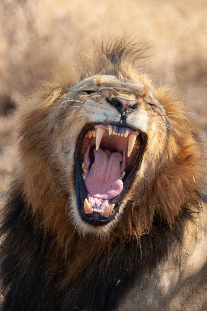 istock Male Lion Showing Teeth 1278449041