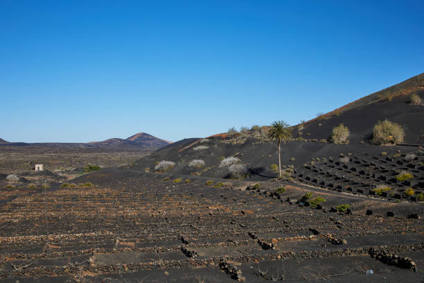 istock vineyards in la Geria, Lanzarote, Spain 1278449315