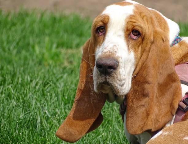 istock Basset hound puppy 1278450404
