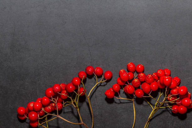 istock Frame of ripe red rowan berries on a dark background. Place for text 1278452105