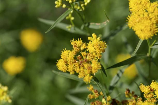 istock Flower of a grass-leaved goldenrod, Euthamia graminifolia 1278452874