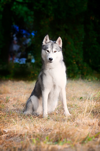 A very attentive young Siberian Husky female is sitting at the park. She has amber eyes, black and white fur; Dried grass is around the dog, green lush foliage is in the background